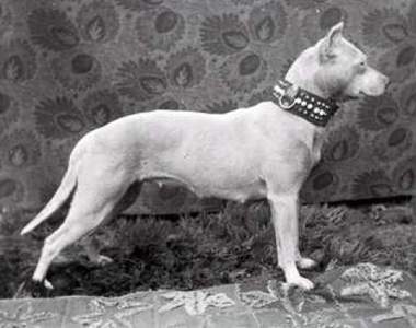 《狗狗100年前的樣子》百年前後最大的差異在？