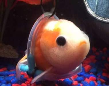 有洋蔥《為生病金魚打造專屬輪椅》一切只希望你能快樂游泳♥