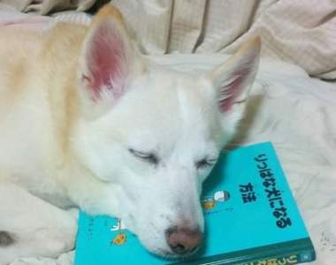 《萌萌系動物好笑動圖》KUSO人生的一瞬之光系列