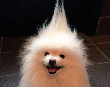 那隻遇到強風的《博美也可以髮型變變變》這麼酷的髮型別人要還沒有啊