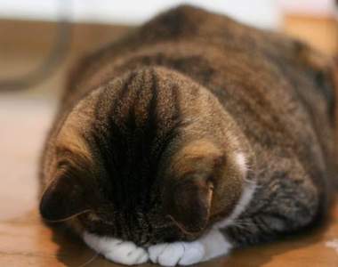 超可愛的《道歉睡姿》有如土下座一般的睡姿其實是毛小孩不舒服的警訊？