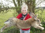 《聯航動物死亡率No.1》這樣以後誰還敢給寵物搭聯航 《聯航動物死亡率No.1》這樣以後誰還敢給寵物搭聯航
