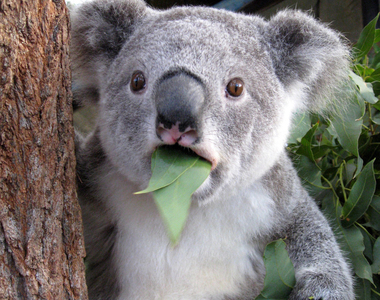 澳洲人大驚《美國沒有快煮壺》原來這是有理由的？