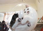 《貓咪透明泡泡椅》可以360度全方位欣賞貓老大的軟Q姿態 《貓咪透明泡泡椅》可以360度全方位欣賞貓老大的軟Q姿態