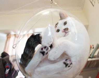 《貓咪透明泡泡椅》可以360度全方位欣賞貓老大的軟Q姿態