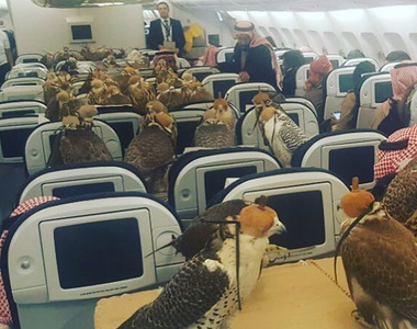 《80隻老鷹搭飛機》石油王的富裕娛樂難以想像...