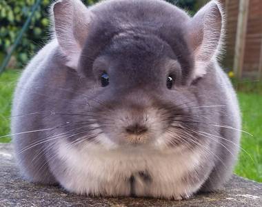 超萌龍貓《圓滾滾毛絲鼠》可愛到讓人家都以為是絨毛娃娃