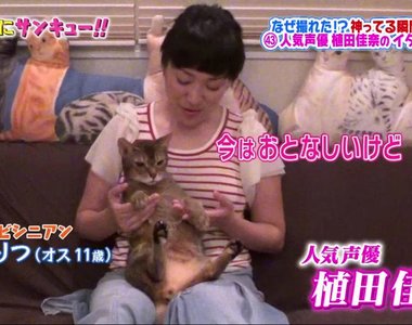 聲優植田佳奈《帶著3隻怪癖愛貓上電視》寵物竟然跟主人一樣會配音?