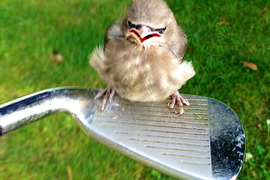 《生氣的動物們》第一天上班大家都是這個表情(#`^´) 《生氣的動物們》第一天上班大家都是這個表情(#`^´)