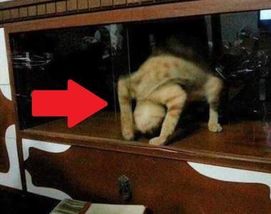 衝擊《沒想過能看到的動物奇行》這是喵界大法師?(抖)