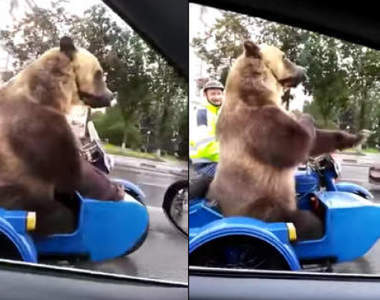 《俄羅斯熊出沒注意》娘子別再玩手機趕快看窗外牠奶奶個熊