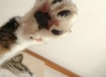 29日是《肉球日》快來拍張家裡主子的肉球慶祝吧 29日是《肉球日》快來拍張家裡主子的肉球慶祝吧