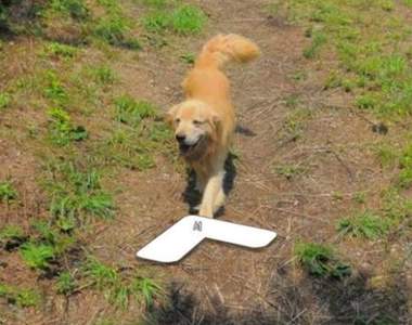 激萌《韓國狗狗街景圖》引爆話題 外國網友表示:夭壽可愛♥