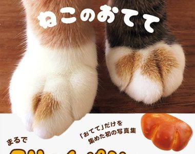 《貓手手寫真集》奶油小餐包般的可愛魅力ლ(╹ε╹ლ)