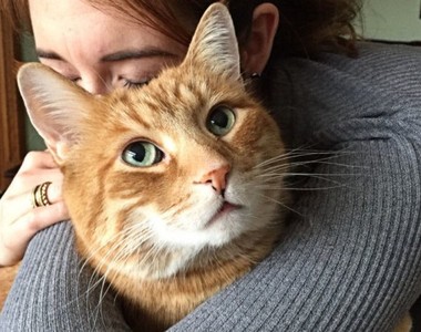 《關於橘子貓的9種小知識》有誰家的橘子貓不貪吃的嗎？