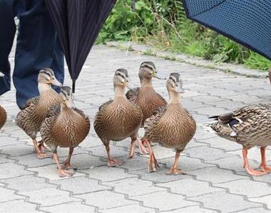 京都《鴨媽媽帶小鴨鴨搬家去》大家一起護送鴨鴨們