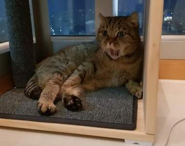 韓國網友好興奮養貓貓了《你有看過這隻貓嗎》如果沒有現在讓你看看♥