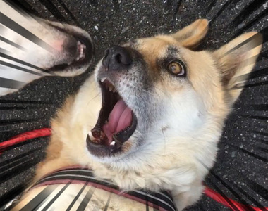 《表情超驚恐的狗狗》完全傳達牠有多不想被舔臉啊wwww