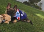 《當不成警犬的狗》太善良只好調職處理 《當不成警犬的狗》太善良只好調職處理
