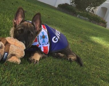 《當不成警犬的狗》太善良只好調職處理