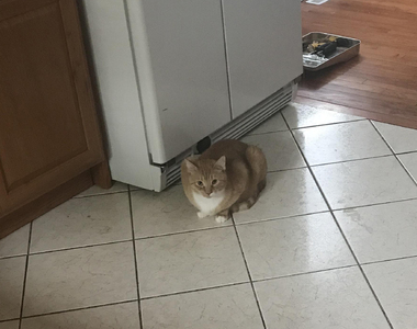 《新領養的貓隨時都看著我》是因為怕又一次被丟掉嗎？