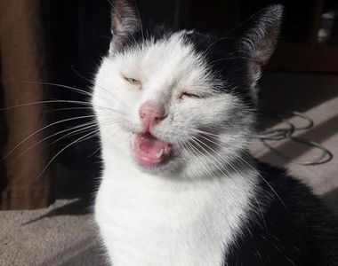 《貓咪打噴嚏的醜臉》彷彿捕捉到靈魂出竅的瞬間