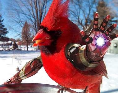 《幫鳥類加上人手》其實你們裡面都藏了一個人對吧ww