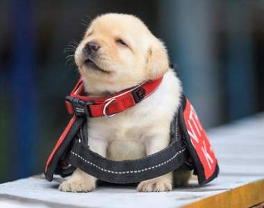 萌犬來襲《台灣警犬隊生力軍報到》萌到外國網友在螢幕前瘋狂了ww