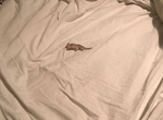 《床上有一隻死老鼠?!》恐鼠症精彩絕倫的心路歷程 《床上有一隻死老鼠?!》恐鼠症精彩絕倫的心路歷程