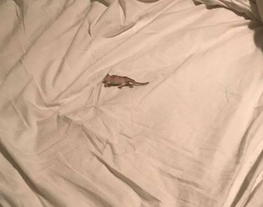 《床上有一隻死老鼠？！》恐鼠症精彩絕倫的心路歷程