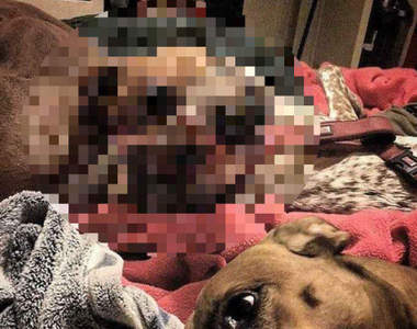 網路話題再現《讓人視覺錯亂的狗狗照》不管怎麼看都覺得怪怪的......