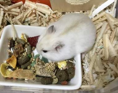 韓國飼主上網求救《我家倉鼠醒著就是在吃》不跑跑滾輪什麼的會胖吧...