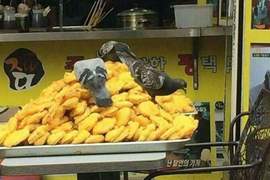 竟然有《鴿子忙著偷吃小吃店的食材》這樣擺是要怪店家還是鴿子呢