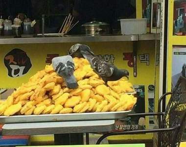 竟然有《鴿子忙著偷吃小吃店的食材》這樣擺是要怪店家還是鴿子呢