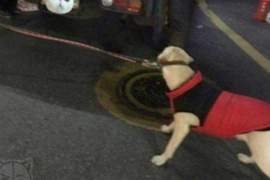 這招是不是跟柴柴學的《拉不拉多是番薯控》看到番薯臉拉到變形也....要....吃...