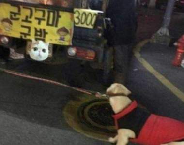 這招是不是跟柴柴學的《拉不拉多是番薯控》看到番薯臉拉到變形也....要....吃...