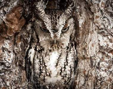 猜猜我在哪《貓頭鷹是新版視力檢查》能找到貓頭鷹在哪嗎？