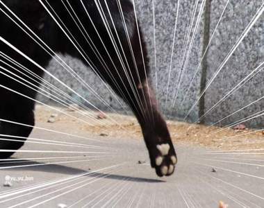 《好肉球之日》粉紅色的柔軟誘惑可惡想摸摸