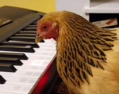 《會彈鋼琴的雞Jokgu》還組了一個咕咕雞樂隊來闖蕩江湖