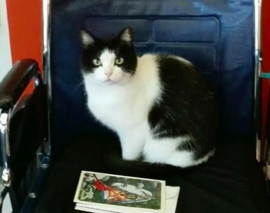 浪貓流浪到老人安養院　還在那裏找到了工作（笑）