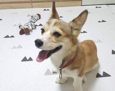 《在公園被棄養的狗孤苦無依》20天後就要安樂死牠該怎麼辦......