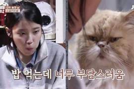 IU開粉絲見面會《監督吃飯的貓也送來花籃》祝語是：汪汪喵喵汪汪