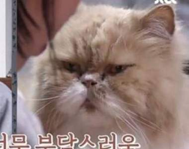 IU開粉絲見面會《監督吃飯的貓也送來花籃》祝語是：汪汪喵喵汪汪