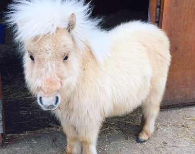 海外新網紅《迷你馬Teddy》治癒系的古錐外表與小短腿