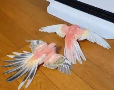 《排隊取暖的鸚鵡》完全臣服於暖爐的同時也不忘照順序輪流ww