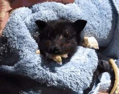 絕萌吃相♥《吃香蕉就可以療癒人心的小蝙蝠Miss Alicia》網友跪求多吃一點給我們看阿