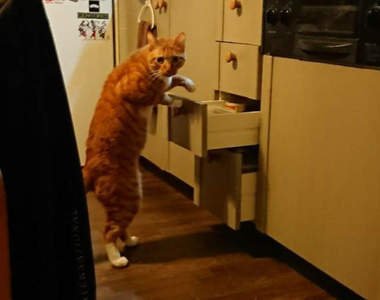 《寵物犯罪現場》就算被當場抓包也不會認罪的毛小孩們ww