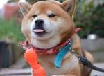 《萌殺飼主的狗吐舌畫面》誰能想過舌頭也能這麼萌( ´∀`)σ 《萌殺飼主的狗吐舌畫面》誰能想過舌頭也能這麼萌( ´∀`)σ
