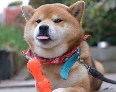《萌殺飼主的狗吐舌畫面》誰能想過舌頭也能這麼萌( ´∀`)σ