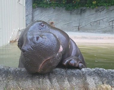 吐舌頭的《河馬寶寶》在推特上爆紅萌倒一堆網友～